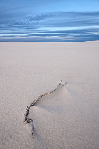 Twig On Dune