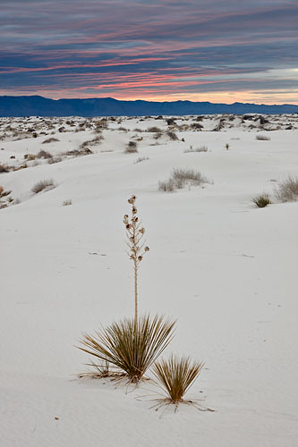 Yucca Sunrise
