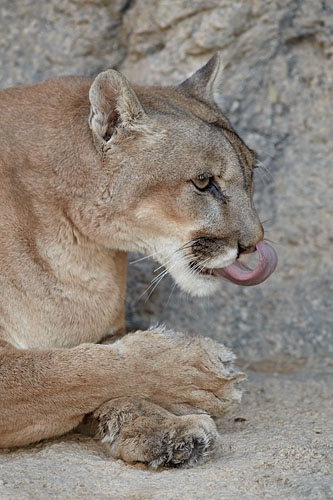 Mountain Lion