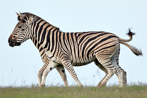 Two Chapman's Zebra