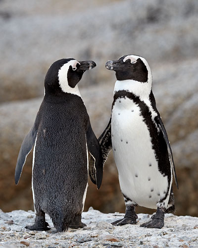 African Penguin Pair