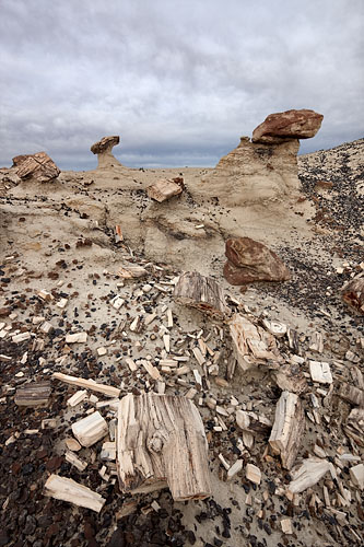 Petrified Wood