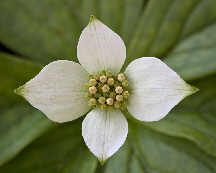 Dwarf Dogwood