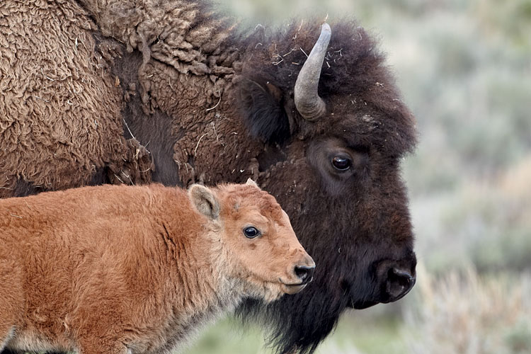 Bison Cow and Calf