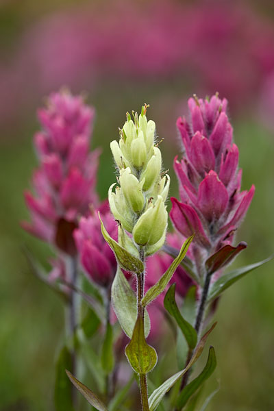 Sulfur Paintbrush Among Rosy Paintbrush
