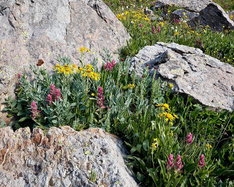 Alpine Wildflowers