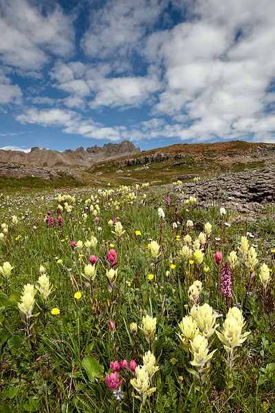 Alpine Meadow