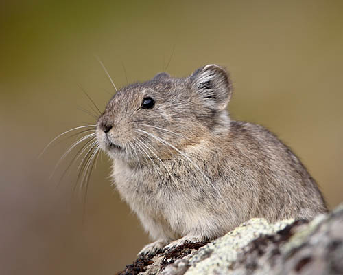 Collared Pika
