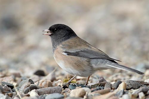 Oregon Junco