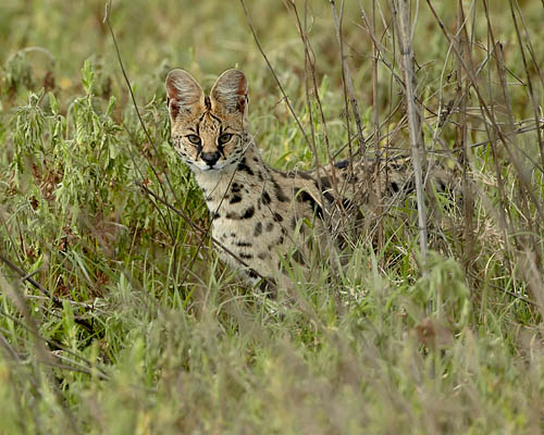 Serval