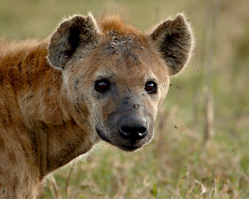 Spotted Hyena