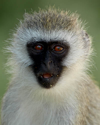 Vervet Monkey