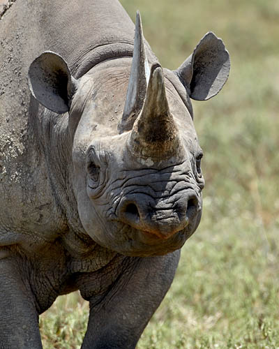 Black Rhinoceros