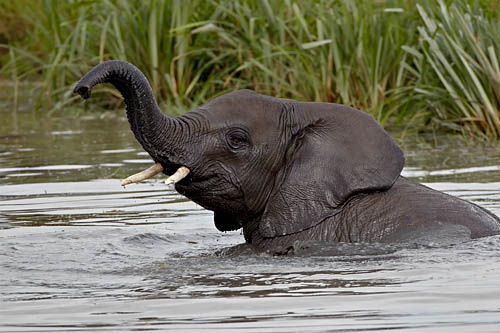African Elephant