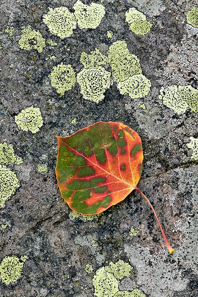 Turning Aspen Leaf