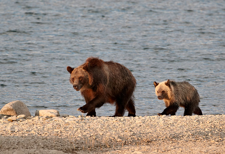 Grizzly Bear Sow And Cub