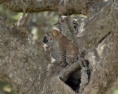 Leopard Cub