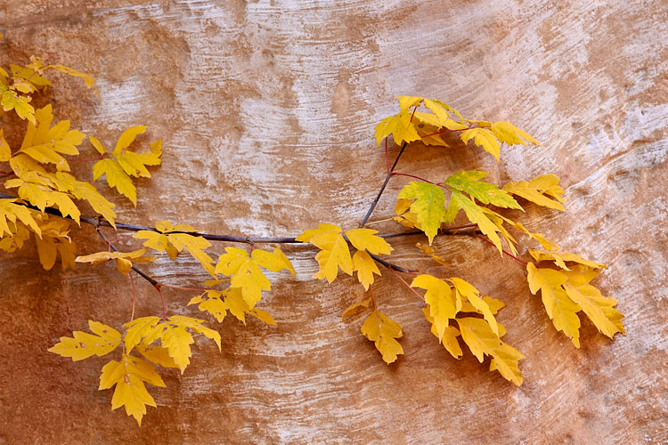 Boxelder Maple Branch