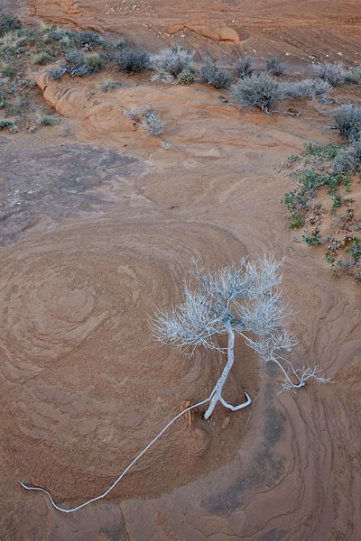Dead Tree