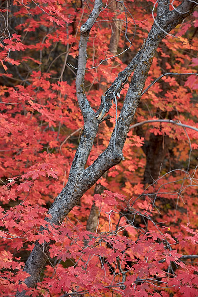 Red Maple