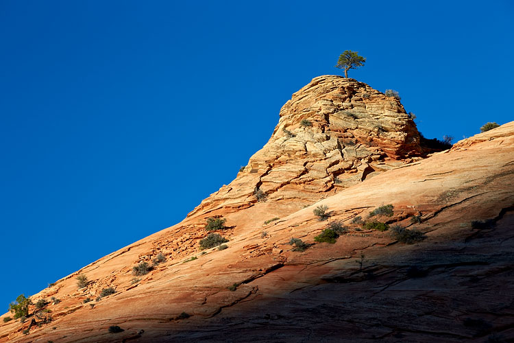 Lone Pine
