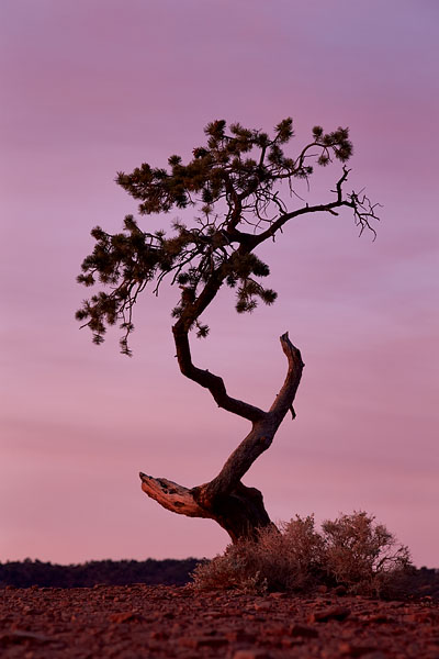 Crazy Tree At Dawn