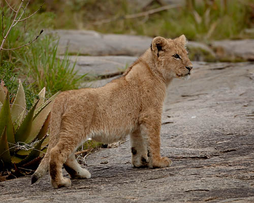 Lion Cub