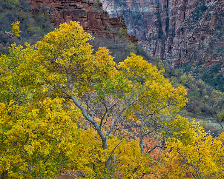 Yellow Boxelder Maples