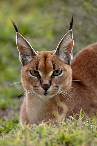 Caracal