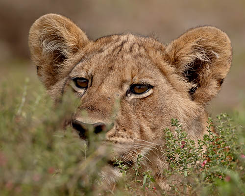 Lion Cub
