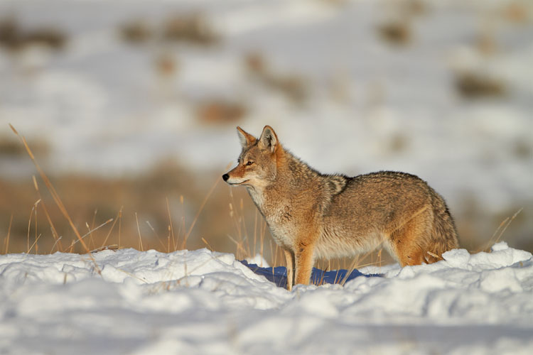 Coyote