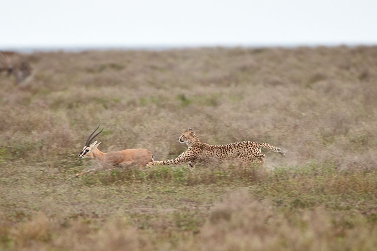Cheetah Chase