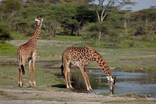 Giraffe Drinking
