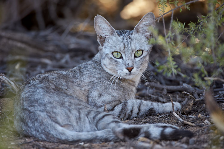African Wild Cat