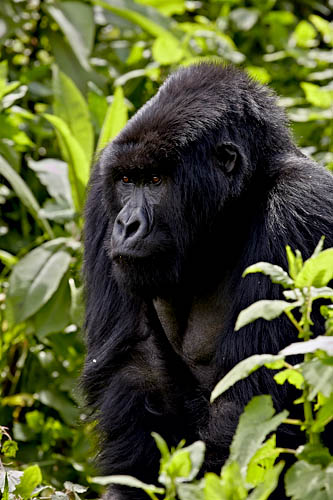 Mountain Gorilla Silverback Guhonda