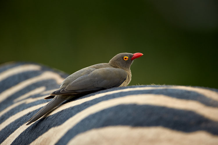 Red-Billed Oxpecker