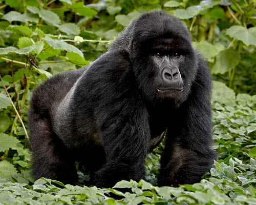 Silverback Mountain Gorilla