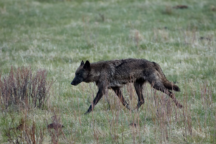 Gray Wolf