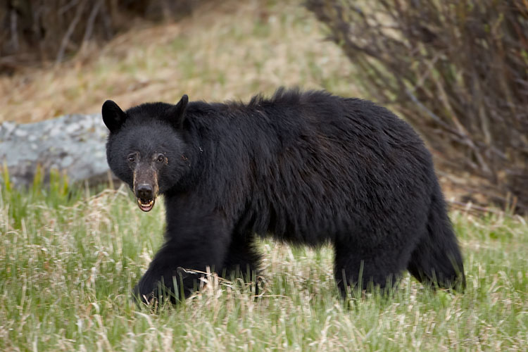 Black Bear