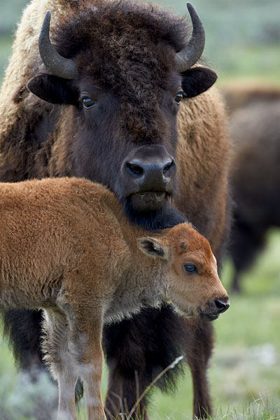 Bison Cow and Calf