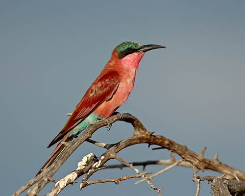 Southern Carmine Bee-Eater