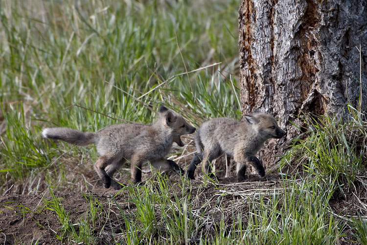 Red Fox Kits