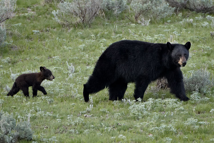 Black Bear Sow And Cub