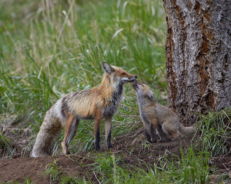 Red Fox Stag And Kit