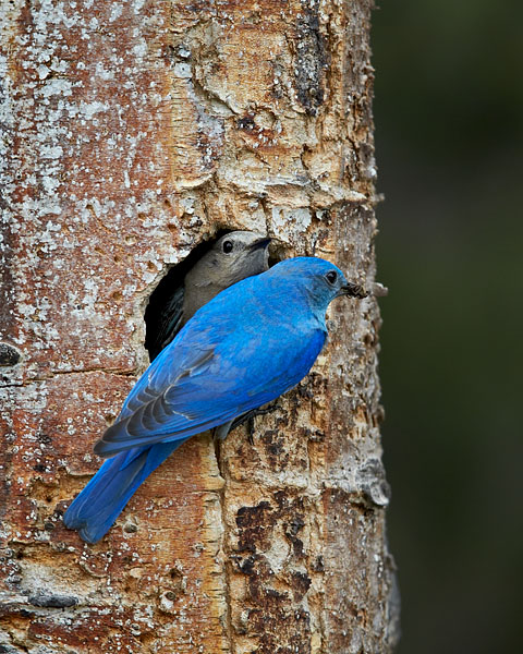 Mountain Bluebird Pair