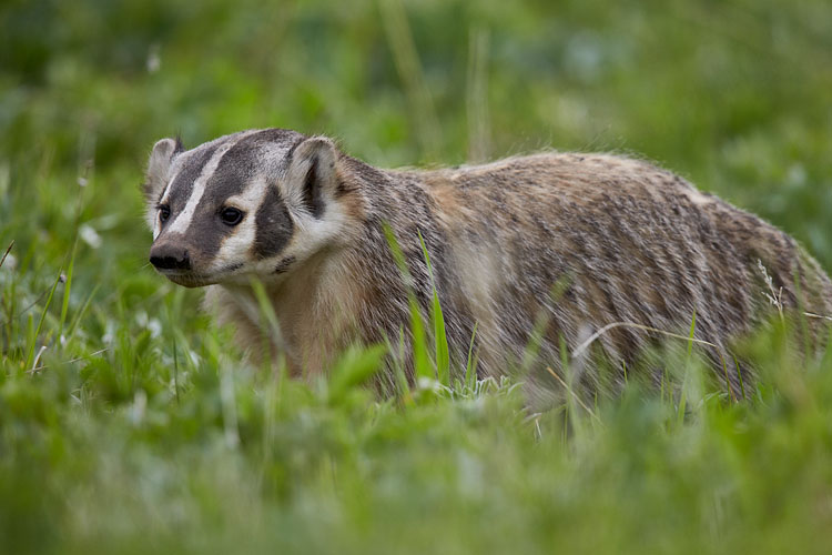 Badger