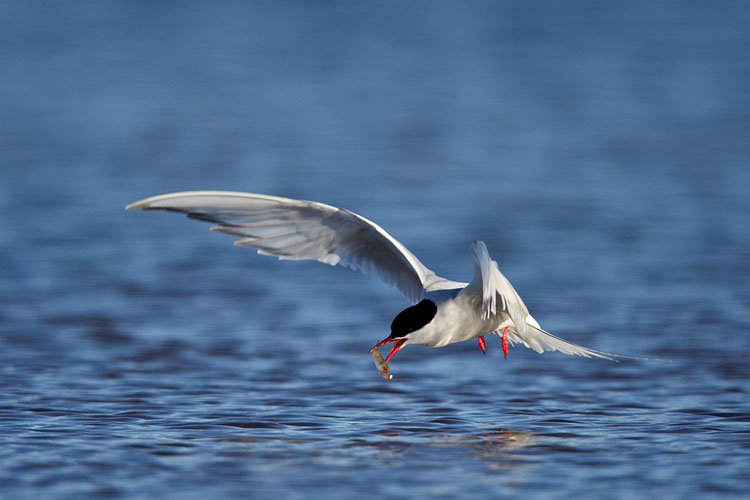 Arctic Tern