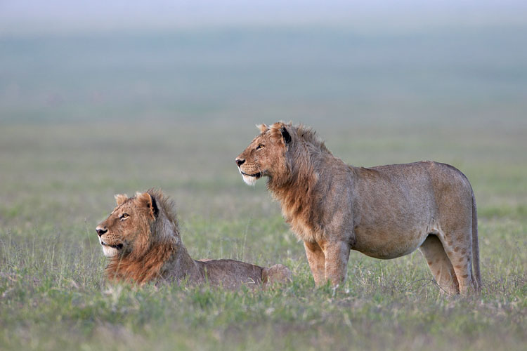 Lions