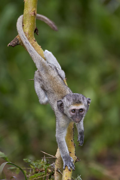 Vervet Monkey