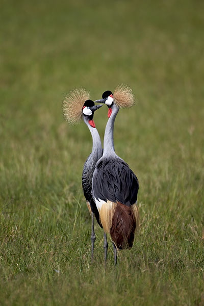 Grey Crowned Crane